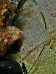 Aseraggodes haackeanus