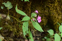 Impatiens chekiangensis