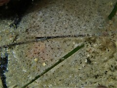 Aseraggodes haackeanus