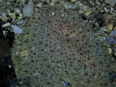 Aseraggodes haackeanus