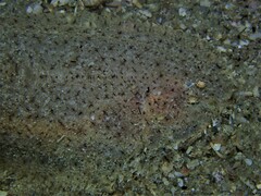 Aseraggodes haackeanus