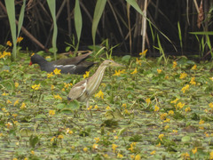 Ixobrychus sinensis