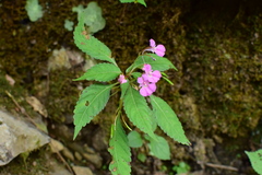 Impatiens chekiangensis