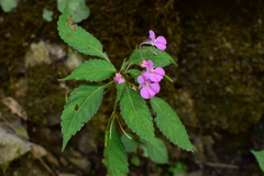 Impatiens chekiangensis