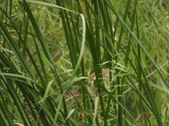Ixobrychus sinensis