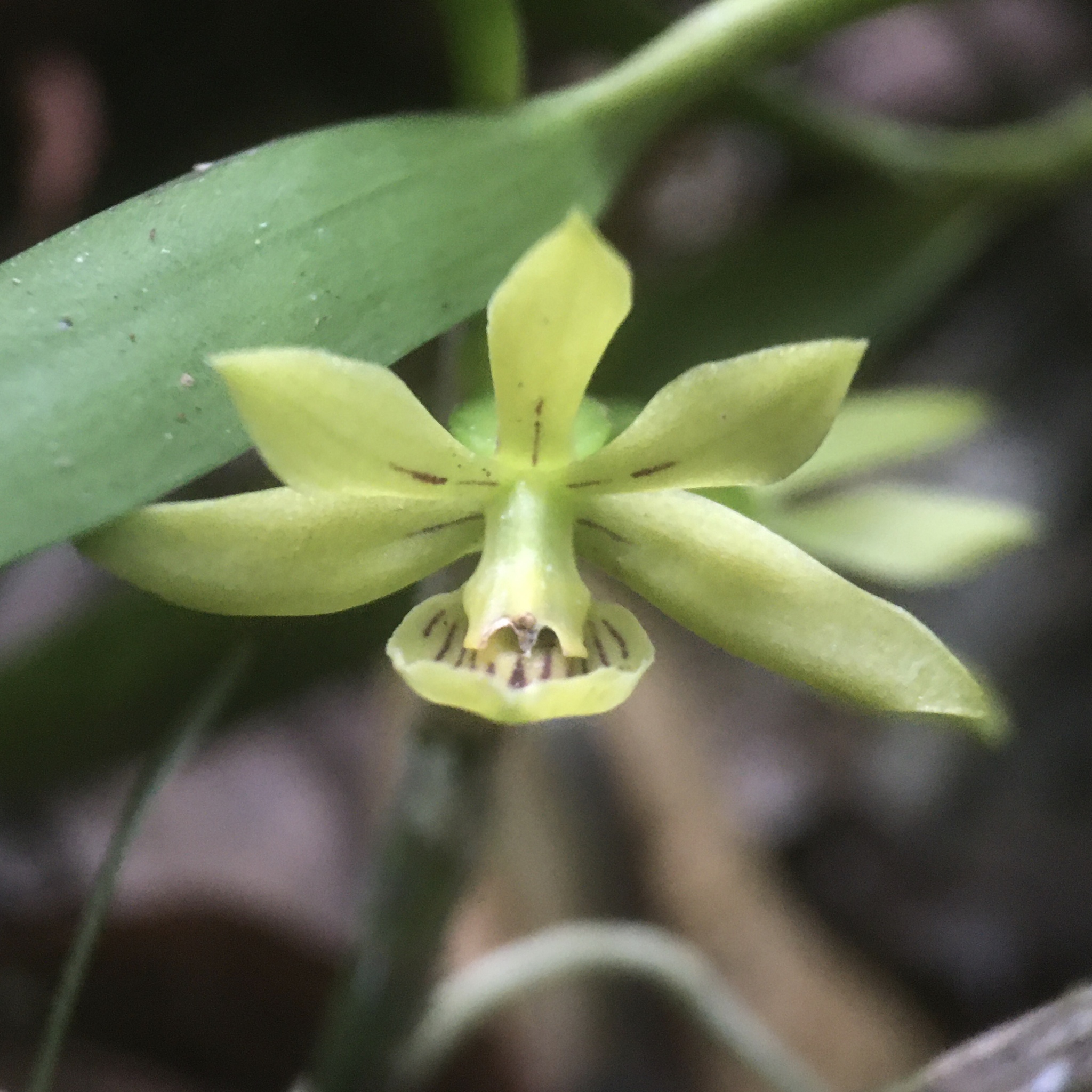 Prosthechea alagoensis