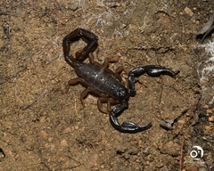 Urodacus planimanus