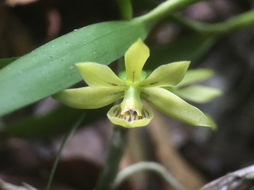 Image of Prosthechea Alagoensis (Prosthechea alagoensis) by (c) B. Phalan, some rights reserved (CC BY)