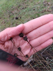 Santolina rosmarinifolia