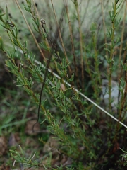 Santolina rosmarinifolia