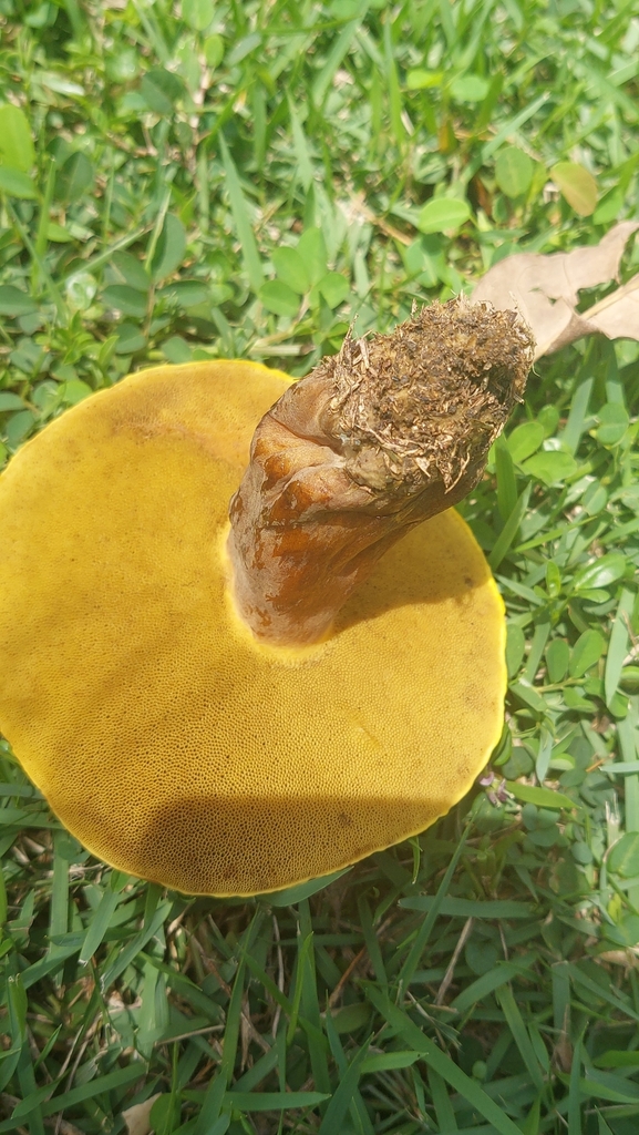 Phlebopus beniensis · December 2022 · photo: © carlosvidigal (iNaturalist, cc-by-sa)