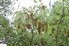 Idesia polycarpa