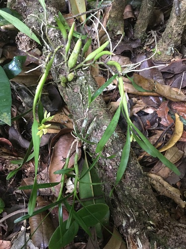 Image of Prosthechea Alagoensis (Prosthechea alagoensis) by (c) B. Phalan, some rights reserved (CC BY)