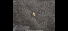Hemileucinae