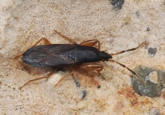 Proderus suberythropus