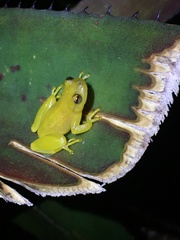 Phyllodytes edelmoi