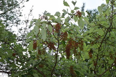 Idesia polycarpa