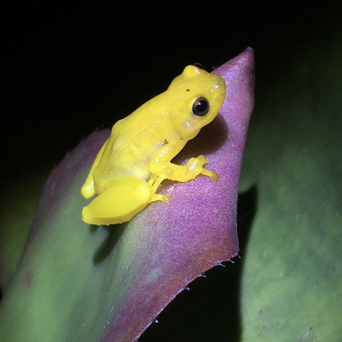 Mata do Catolé Heart-tongued Frog, Phyllodytes edelmoi