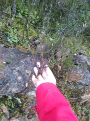 Timaspis chondrillae