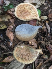Aspidosperma spruceanum