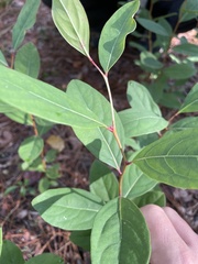 Lyonia mariana