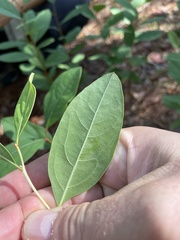 Lyonia mariana