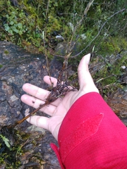 Timaspis chondrillae