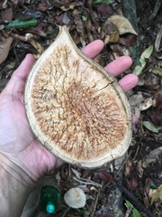 Aspidosperma spruceanum