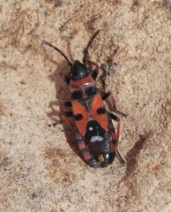 Horvathiolus gibbicollis