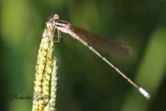 Argia lilacina