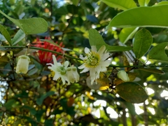 Passiflora biflora