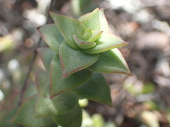 Crassula perforata