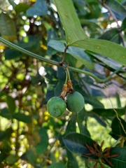 Passiflora biflora