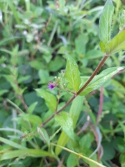 Cuphea carthagenensis