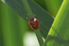 Botanochara macularia
