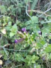 Cuphea carthagenensis