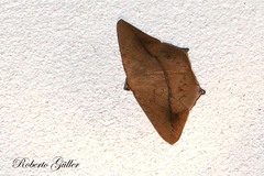 Prochoerodes onustaria