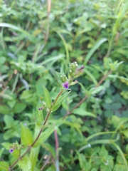 Cuphea carthagenensis