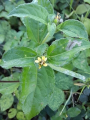 Synedrella nodiflora