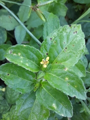 Synedrella nodiflora