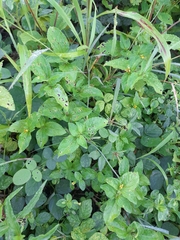 Synedrella nodiflora