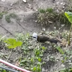 Garrulax leucolophus