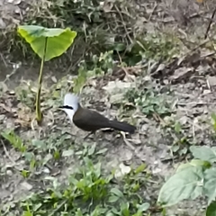 Garrulax leucolophus