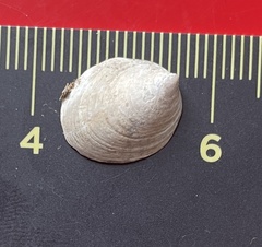 Crepidula convexa