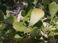 Searsia longispina