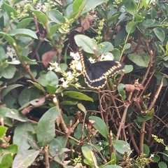 Battus polydamas psittacus