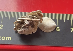 Crepidula convexa