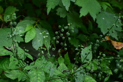 Circaea mollis