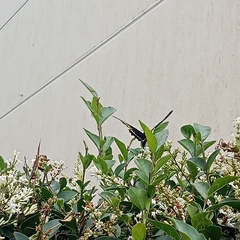 Battus polydamas psittacus