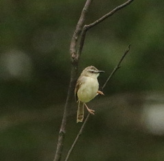 Prinia subflava